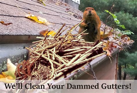 Petersburg as a composed and clinical performance from belgium earned. Gutter Service in St. Petersburg, FL | A.J.'s Services ...