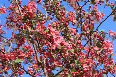 Choose from 280+ pink tree graphic resources and download in the form of png, eps, ai or psd. Blooming Pink Crabapple Tree Picture | Free Photograph ...