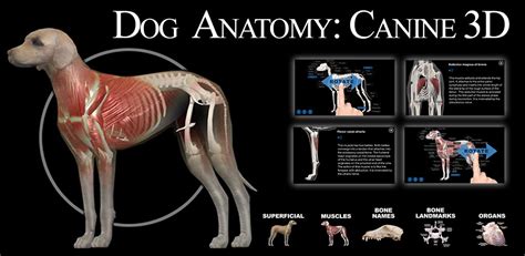 Dog Anatomy: Canine 3D: Amazon.co.uk: Appstore for Android