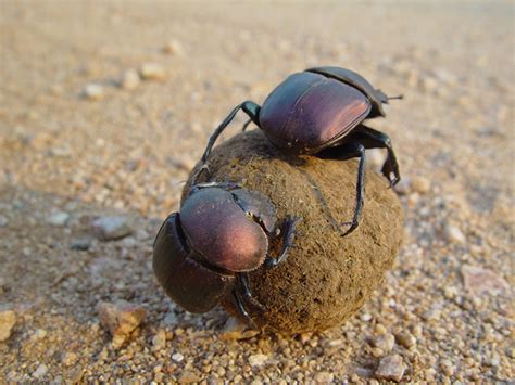 The Fascinating Lives Of Dung Beetles Africa Geographic