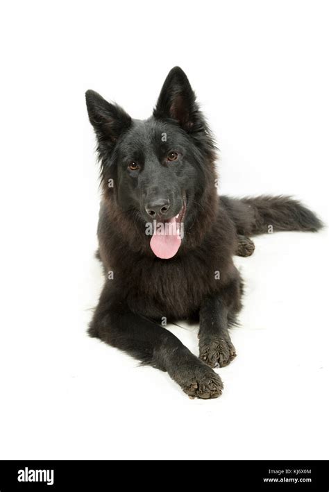 Black And Brown Dogs With Pointy Ears