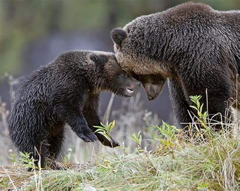 Ken Conger Photography The Great Bear Rainforest British Columbia 1012