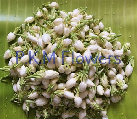 White Madurai Malli Flower At Rs 250kilogram In Tiruchirappalli Id