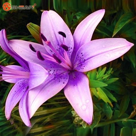 Purple Tiger Lily | Lily plants, Lilium flower, Flower seeds