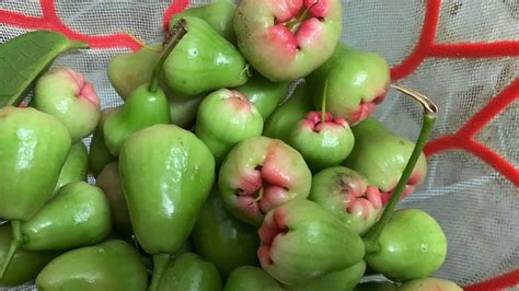 Chambakka Achar Rose Apple Pickle Recipe In Malayalam With English