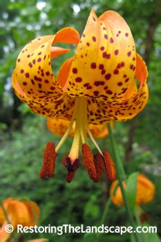 This has valuable information for anyone looking to learn more about native plant gardening! Restoring The Landscape With Native Plants: Native Plant ...