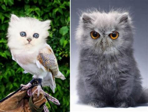 Meowls Are The Cat Owl Cross Breed That Weve Been Missing