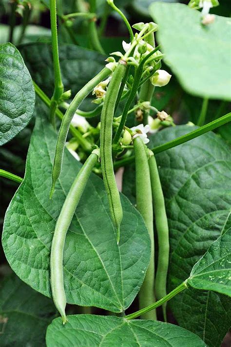 Care, watering, fertilizing days to harvest and how to harvest bugs and diseases to watch out for important points and extra tips. How to Grow Green Beans for a Win in the Garden | Gardener ...