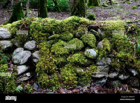 Moss Covered Wall Damp Wet Moist Wood Woodland Shade Shady Shaded Mossy