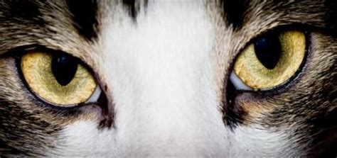 These contain keratin which makes them rigid so the papillae act like a hairbrush. Four Cool Facts About Your Cat's Eyes - Catster