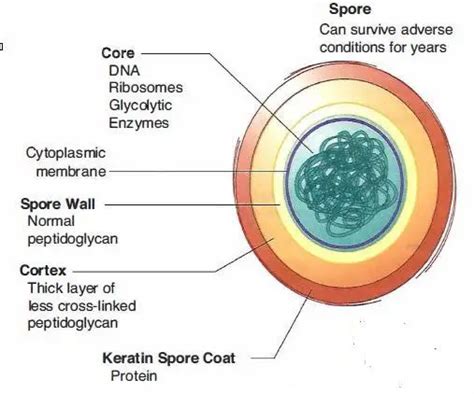 Bacterial Spores Structure Importance And Examples Of Spore Forming