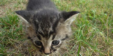 Kitten Survives 120 Mile Trip Beneath Suv Love Meow