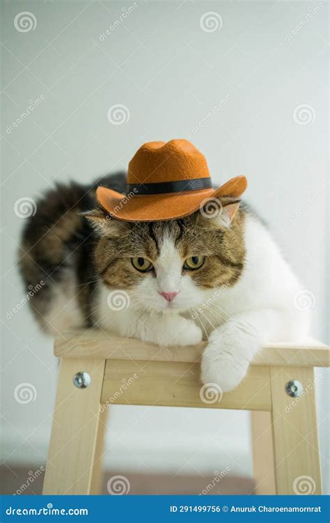 Scottish Tabby Cat With Vintage Cowboy Costume Stock Photo Image Of