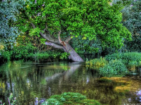 Unusual Trees - Gallery | eBaum's World