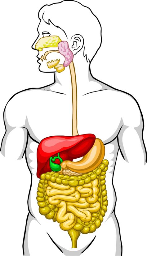 Digestive System Unlabeled Digestive System Diagram Unlabeled Human