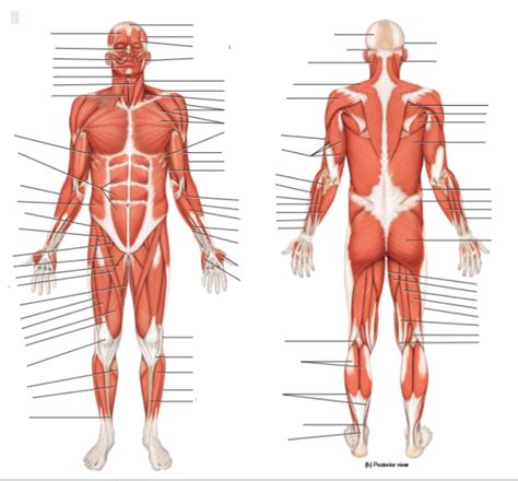 Muscular System Anterior And Posterior Diagram Quizlet