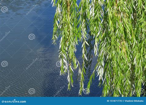 Hanging Branches Of A Weeping Willow Stock Photo Image Of Season