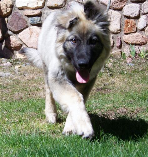 American Alsatian Dog Breeds Galleries