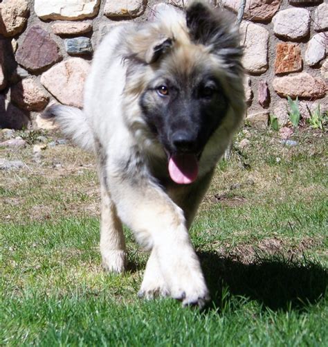 You can find out more about who speaks it and what it looks like here. American Alsatian ~ Dog Breeds Galleries