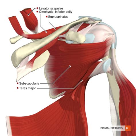 Shoulder Rotator Cuff Tear Subscapularis Muscle Supraspinatus Muscle