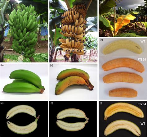 Golden Bananas In The Field Elevated Fruit Pro‐vitamin A From The