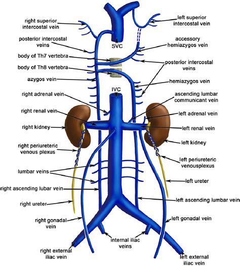 Blood Flow From Abdominal Aorta To Inferior Vena Cava Images And