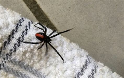 The spiders love northern and western faces, because those are the sun exposure faces. Why You Should Never Kill a House Spider - My Animals