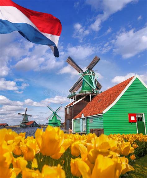 Mulini A Vento Olandesi Tradizionali Con I Tulipani In Zaanse Schans