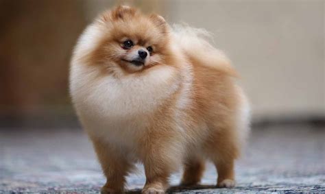 Preferable pups has committed to aid in ending the puppy mill crisis once and for all. Pomeranian Puppies For Sale - Pom Puppies | Greenfield Puppies