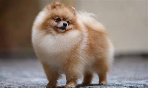 Lorena is drop dead gorgeous and simply serene. Pomeranian Puppies For Sale - Pom Puppies | Greenfield Puppies