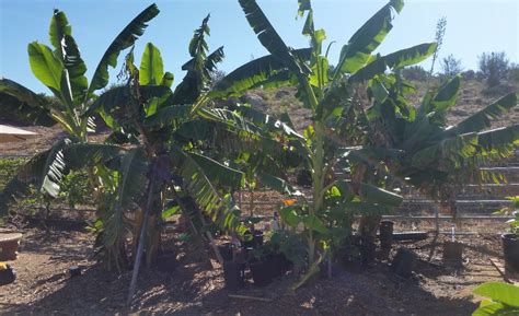 Growing Bananas In Southern California Greg Alders Yard Posts Food