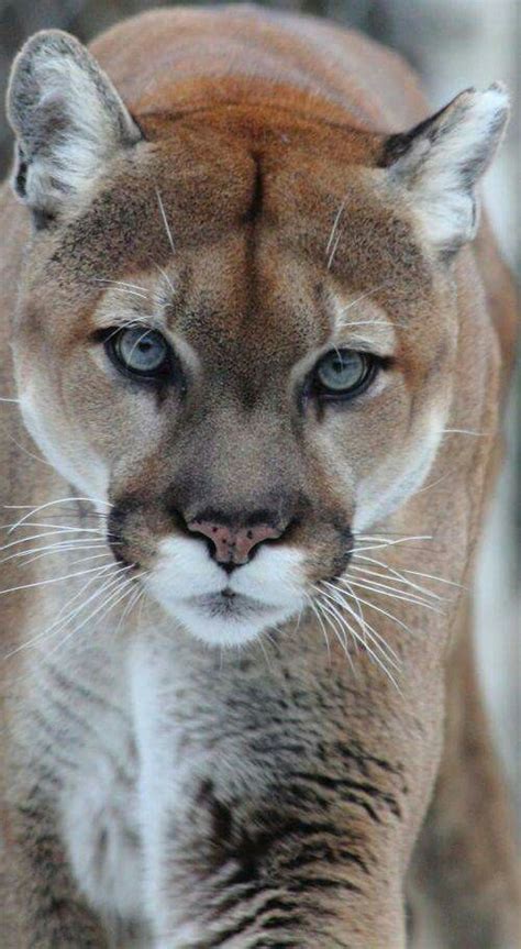 Bilder komprimieren und bilder verkleinern mit puma, macht es dir möglich: 247 besten PUMA Bilder auf Pinterest | Lustiges, Panther ...