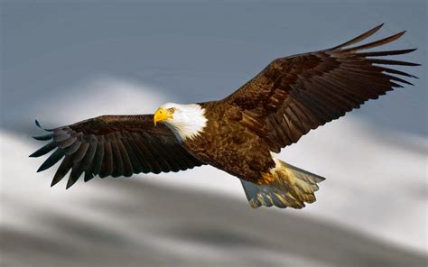 Elang golden eagle seharga 300 juta yang berasal dari republik ceko youtube. Belajar Sukses dari Burung Elang - Kompasiana.com