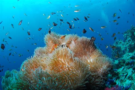 Free Images Ocean Diving Underwater Coral Reef Invertebrate