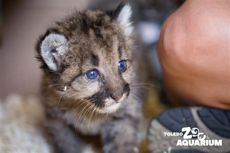 Orphan Cougar Cubs Make Their Way To Toledo Zoo Zooborns