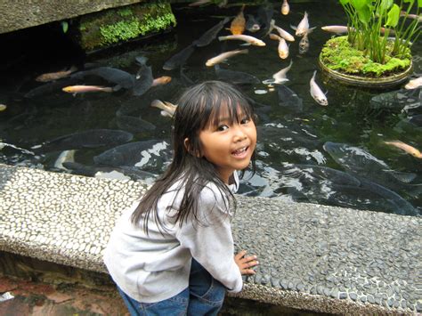 Apakah anda salah satu penggemar ikan hias koi? SKETSA ARSITEKTUR: LANDSCAPE : "KOLAM IKAN KOI"