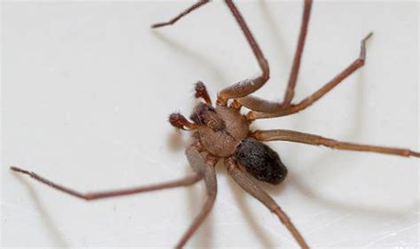 Brown Recluse Spider Bite Stages Articles On Health