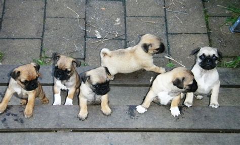 6 Dogs Together Cute Puppy And Dog Different Types Of Cute Dogs In