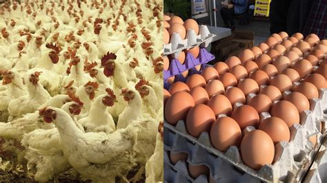 How To Start A Profitable Poultry Farming In Nigeria Lucipost