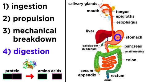 Describe The Process Of Mechanical Digestion