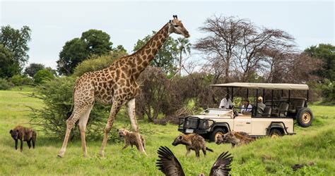 Moremi Game Reserve Safari Lodges In Botswana
