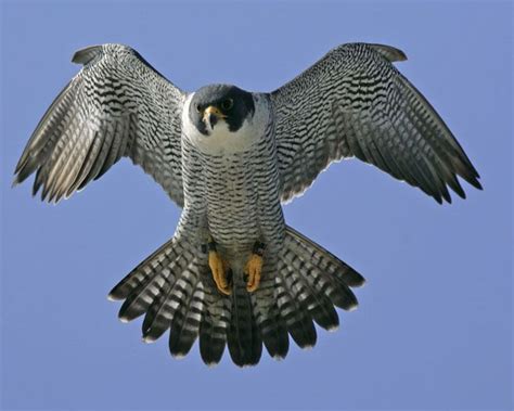 Pictures Of Peregrine Falcons Photo Of A Beautiful Adult