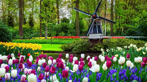 Парк Кёкенхоф в Голландии парад цветов 2024 фото билеты