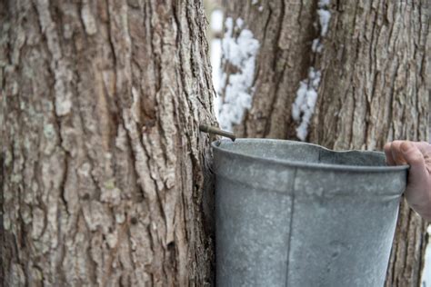 The Science Of Maple Tree Sap Vermont Evaporator Company