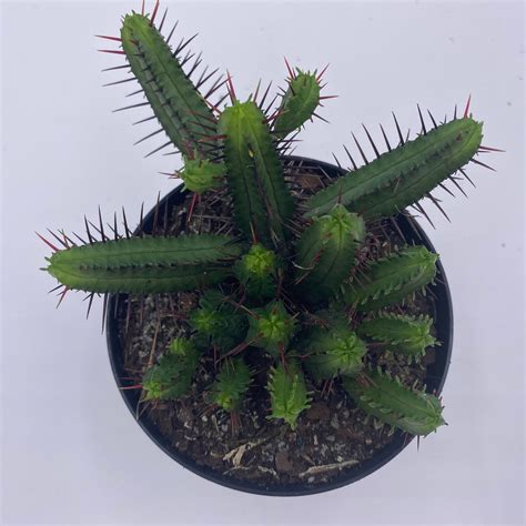 Pincushion Euphorbia Euphorbia Enopla Spurge Cluster Cactus Etsy