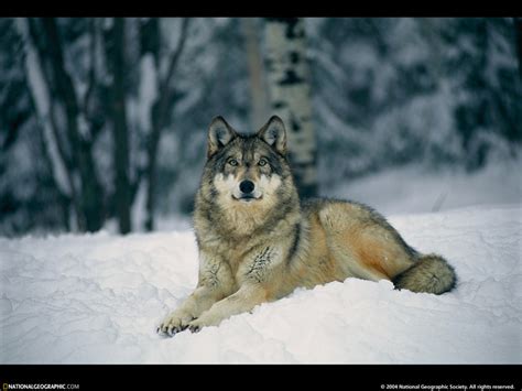 National Geographic Wallpaper Gray Wolf 회색늑대 Display Full Image