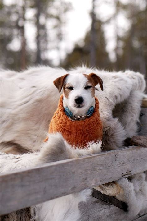 Wool Dog Sweater Foe Doggos Cutest Jackrussel Terrier Puppy Sledding