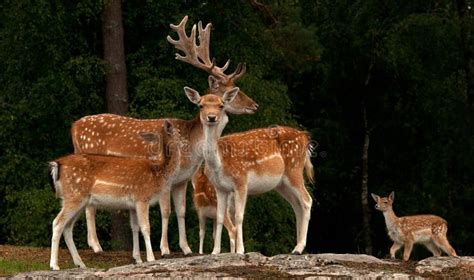 A Group Of Fallow Deer With Doe Fawn And Buck In A Forest In Sweden