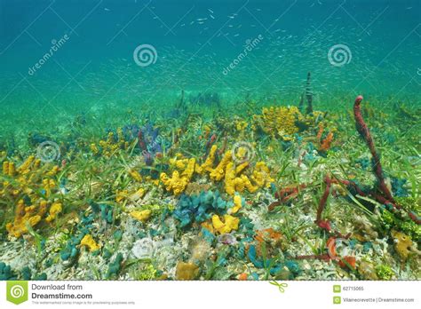 Seabed With Colorful Underwater Marine Life Stock Photo
