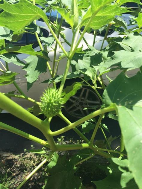 This personality quiz will reveal what type of plant you are. What is This Garden Plant? | ThriftyFun